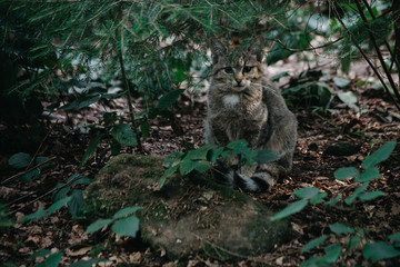 Deutsche Wildkatze