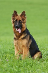 Alsatian sitting