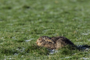 European hare (Lepus europaeus)