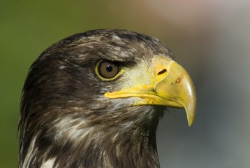 Fototapeta premium Eagle, Haliaeetus albicilla