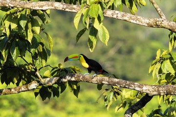 Keel billed Toucan, Ramphastos sulfuratus, Costa Rica, Central America © imageBROKER
