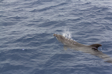 Obraz premium Dolphin surfacing and blowing bubbles near Los Gigantes,Tenerife/Spain