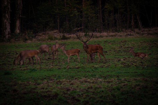 Red deer Assel Holland