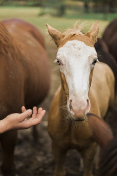Man's hand reaching pale brown colt with blue eye amongst other horses