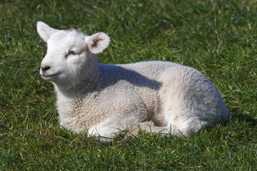 Obraz na płótnie Canvas Ewe lamb - young domestic sheep (Ovis ammon f. aries )