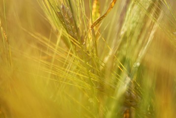 Barley ears (Hordeum vulgare) in evening light, Mindelheim, Bavaria, Germany, Europe