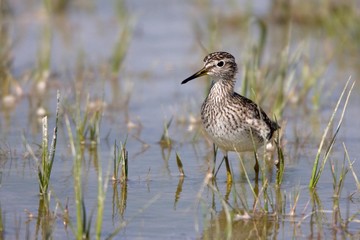 Wood Sandpiper (Tringa glareola)