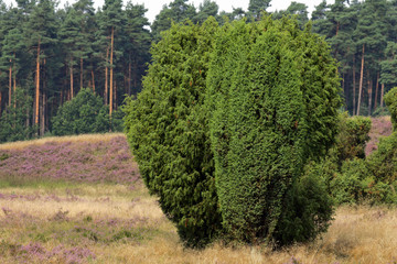 Landscape with flowering heather (Calluna vulgaris) and juniper bush (Juniperus communis) - Lueneburg Heath - Sudermuehlen, nature reserve Lueneburg Heath, Lower Saxony, Germany, Europe,, Europe
