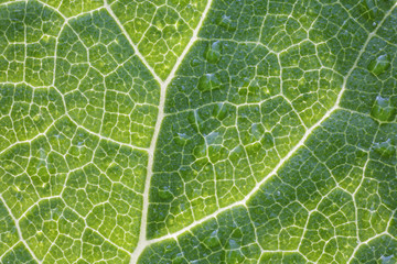 Leaf of butterbur, Petasites hybridus