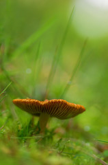 Champignon