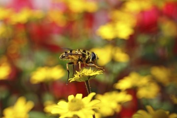 Hoverfly (Syrphidae) on Creeping Zinnia (Sanvitalia procumbens solaris), Baden-Wuerttemberg, Germany, Europe