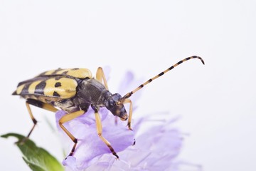 Longhorn Beetle (Rutpela maculata)