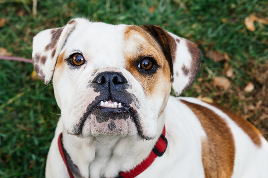 A pied English Bulldog puppy portrait looking at the camera