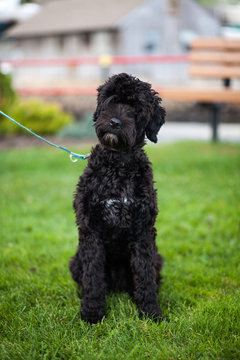 A Portuguese Water Dog puppy sitting in grass outside while on leash.