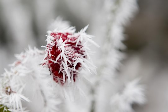 Roses and ice crystals, Hesse, Germany, Europe