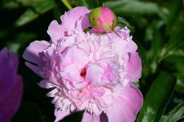 Pfingstrose und Knospe