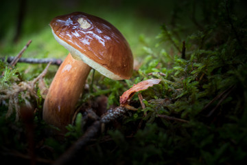 mushrooms in forest