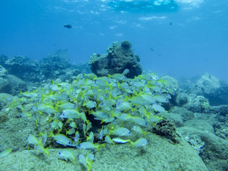 Scuba diving in Hawaii with schools of fish
