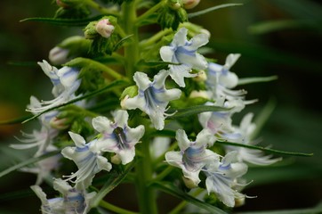 Echium flowers in foreground, endemic wild plant of Canary islands 