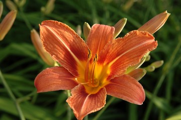 Lily (Lilium) flower