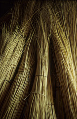 Willow, peeled and bundled