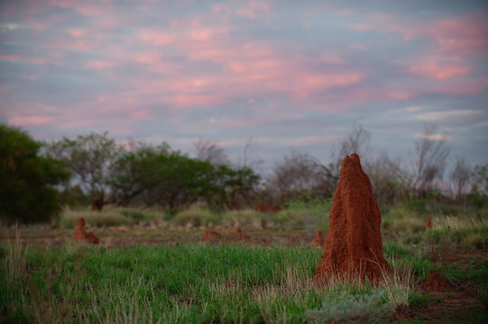 Ant Nest in the Australian Outback