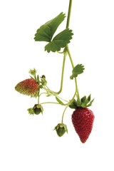 Strawberry vine