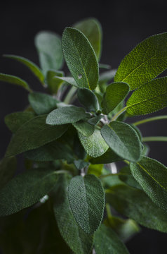 sage