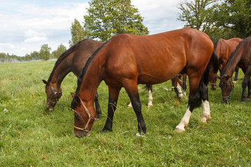 group of horses eating grass in the meadow