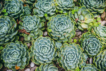 Top view of a lot of succulent cactus plants