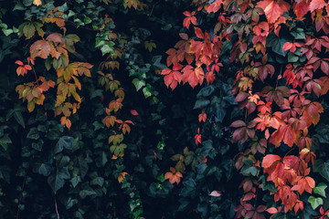 Colorful vine wall in a botanic garden