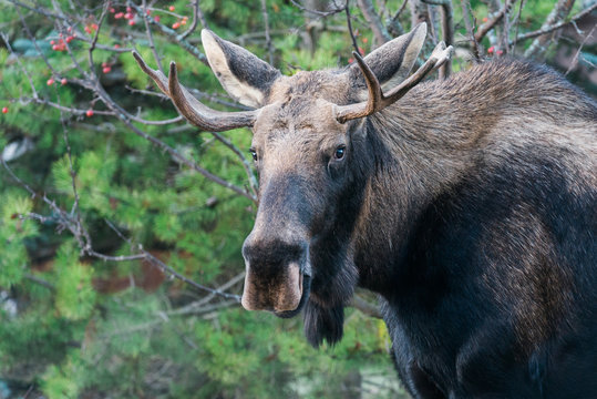 smiling young bull moose, cold enough to see his breath