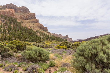 Beautiful view of Teide national park with lush green, beautiful wild flowers and impressive rocks