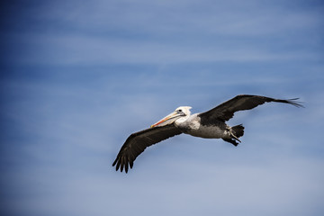 El pelicano Chileno