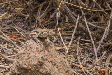 Southern Tenerife lizard resting on a rock in Teide national park near Mirador Juan Evora