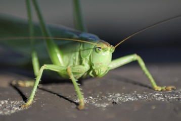 Grasshopper (Gomphocerinae)