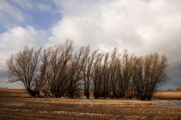 Stark willow trees surrounding a waterhole formed during the ice age in Rhena, Mecklenburg-Western Pomerania, Germany, Europe