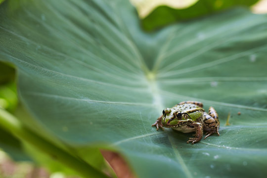 green frog in leaf