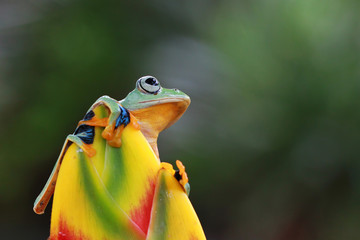 Tree frog, Flying frog, rhacophorus
