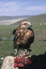 Falcon (Falco), Golden Eagle Festival, Bayan Oelgii, Altai Mountains, Mongolia, Asia