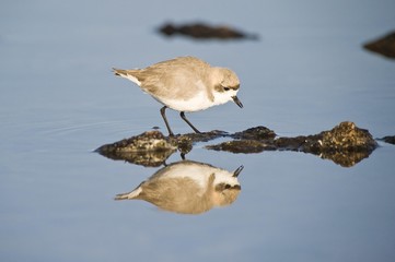 Puna plover (Charadrius alticola), Laguna de Chaxa, Atacama desert, Antofagasta region, Chile, South America