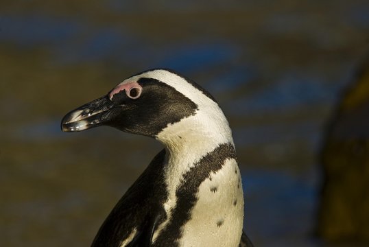 African Penguin (Spheniscus demersus), Boulder Beach, Simonstown, South Africa, Africa
