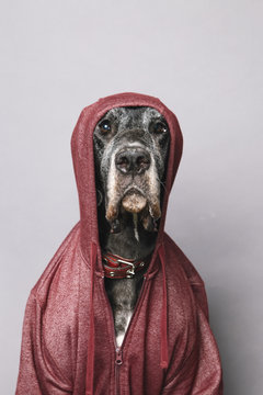 German Dane wearing hoody