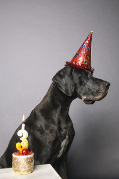 German Dane in festive red hat sitting against of grey background