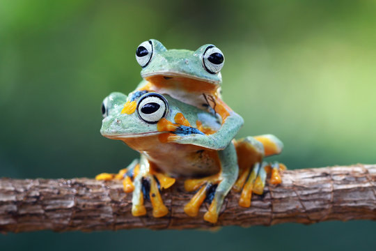 Tree frog, Flying frog, rhacophorus