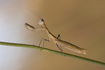 Praying mantis (Mantis religiosa)