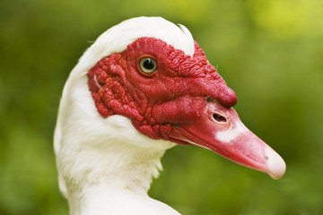 Muscovy Duck (Cairina moschata)