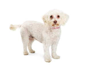 White Maltese Dog Standing Looking at Camera