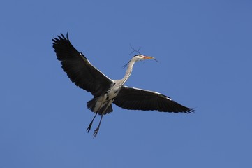Grey Heron (Ardea cinerea) flying with nesting material