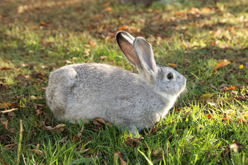little rabbit pet in the field at sunset
